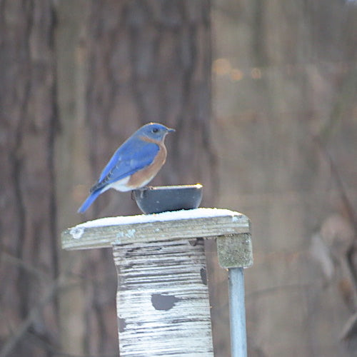 will bluebirds eat freeze dried mealworms