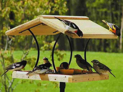 Bird Feeding Popularity