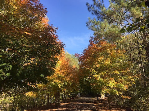 Finally Fall in Atlanta, GA