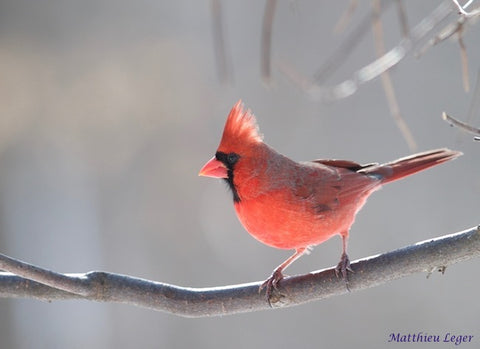 Winter-Cardinal-Great-Backyard-Bird-Count