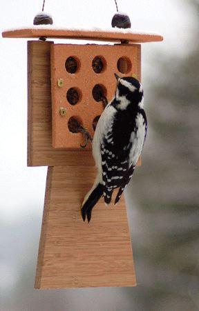 Tail Prop Suet Feeder