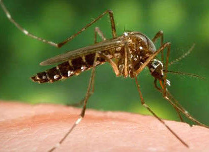 Zika Mosquito