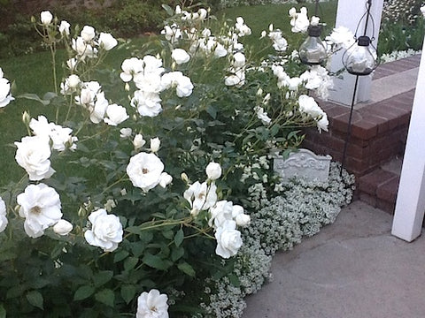 All white cottage garden with dovecote accent