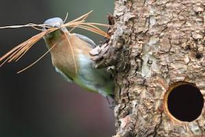 Bluebird building nest in natural cavity