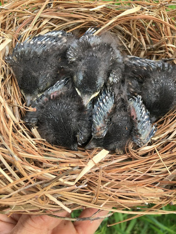 Bluebird clutch with foster at 10 days old