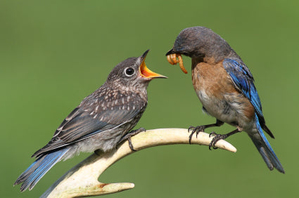 Eastern Bluebird Male feeding Fledgeling