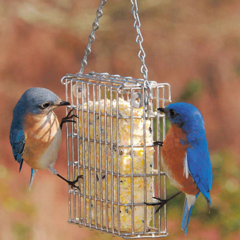 Bluebird-Pair-at-Suet-Feeder