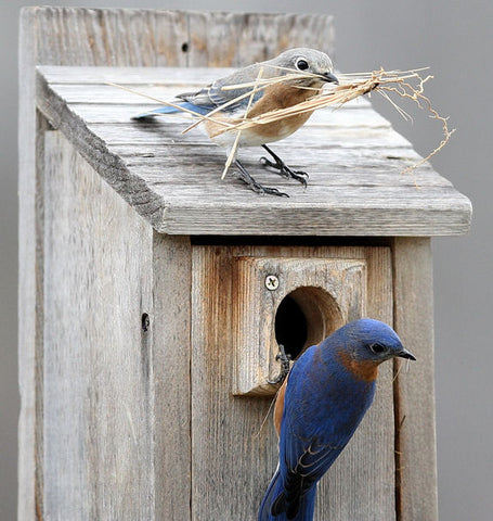 Bluebird pair chooses a birdhouse