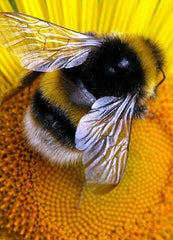 Bumble Bee Macro Shot