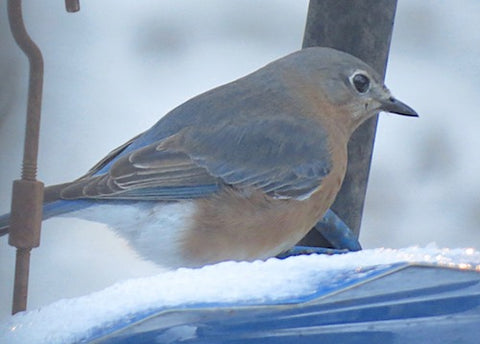 female bluebird at snowy feeder
