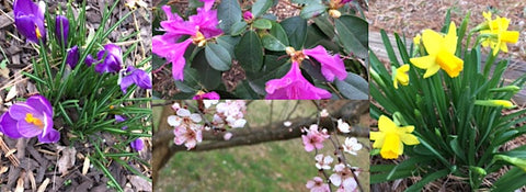 First spring blooms and wild bird behavior