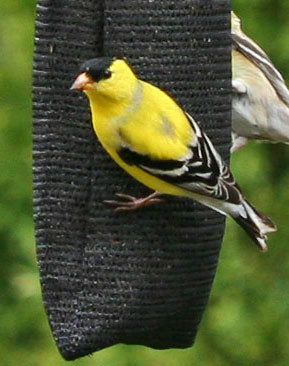Goldfinch on thistle sock