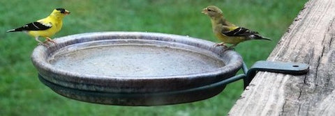goldfinches at deck-mount birdbath