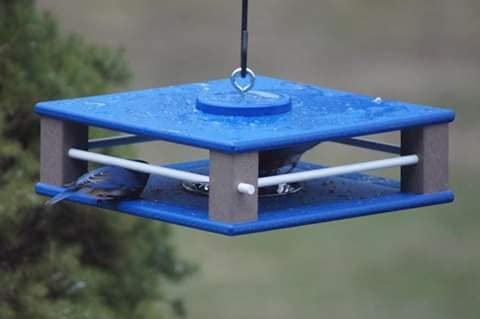 Gilbertson Bluebird feeder