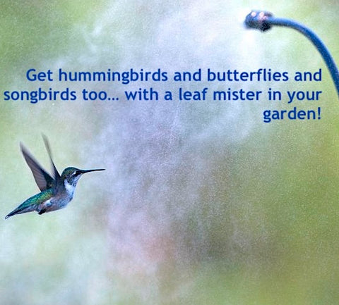 Hummingbird in Leaf Mister