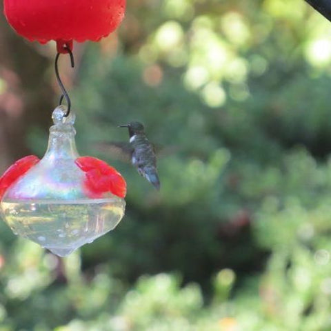 Leave a hummingbird feeder up in fall