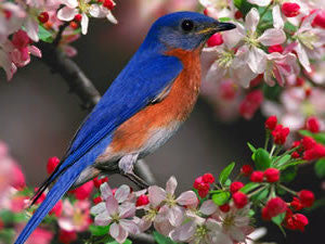 Male Bluebird in Early Spring