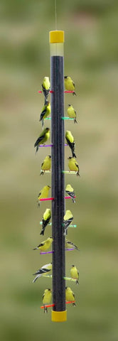 Rainbow Finch Feeder