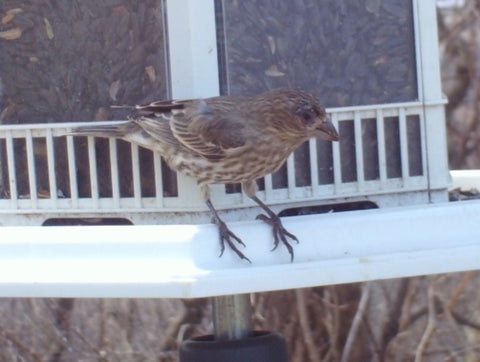 Sick House Finch