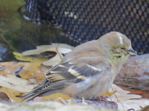 Infected Goldfinch-Respirtory Disease
