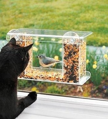 Cat enjoys his window bird feeder