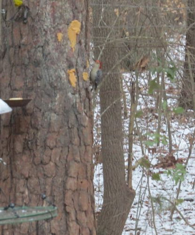 Woodpecker and warbler eat peanut butter on cold days