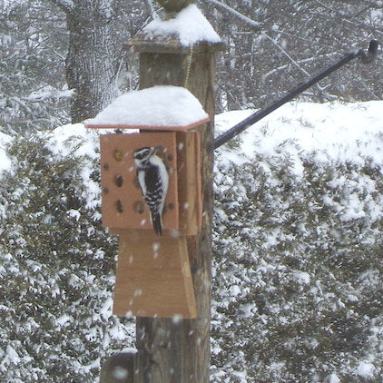 Woodpecker at suet feeder in snow