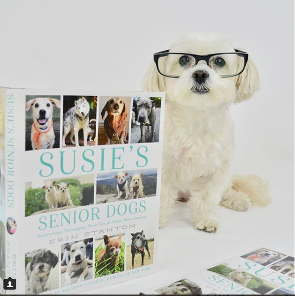 susie's senior dogs book review