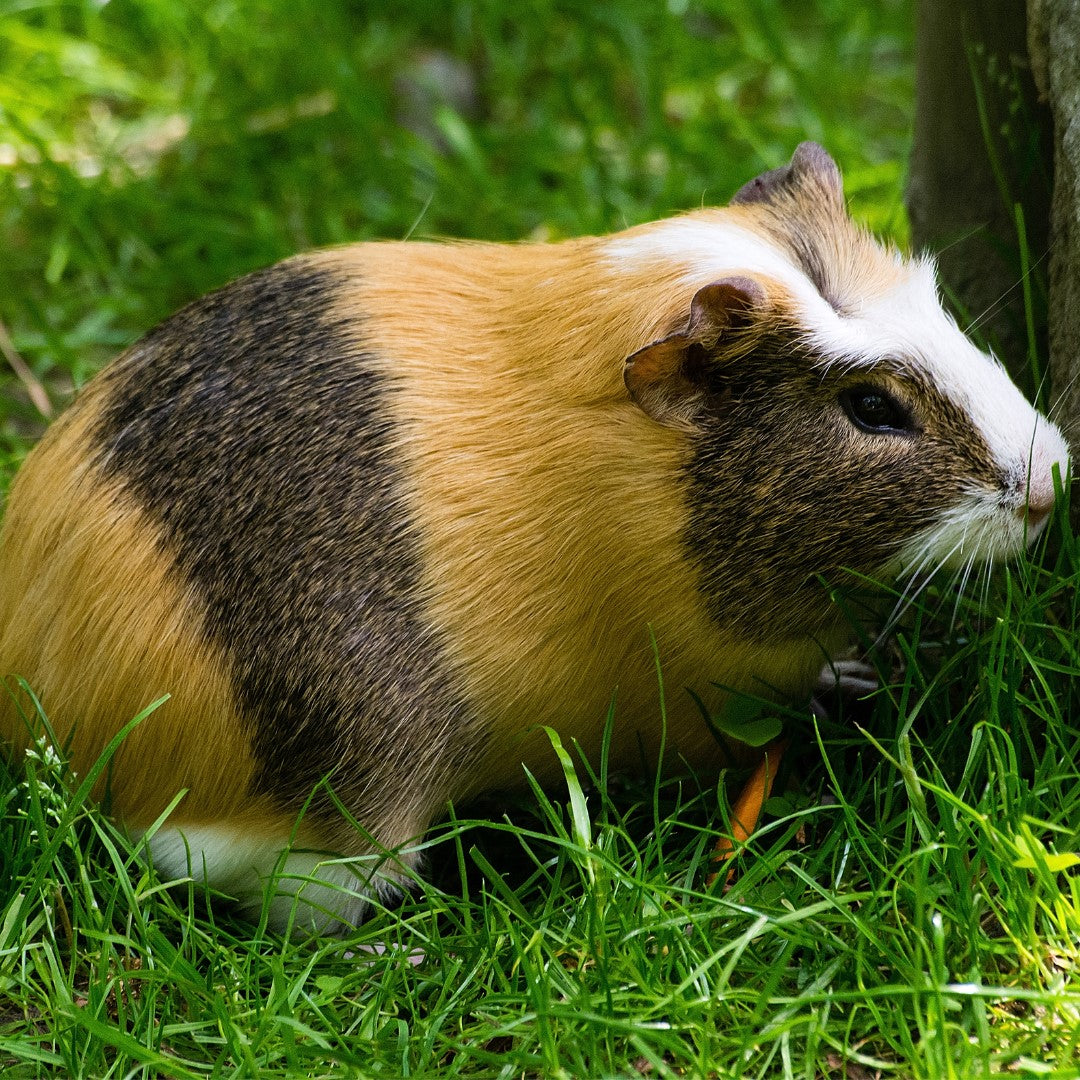 are feijoas toxic to dogs