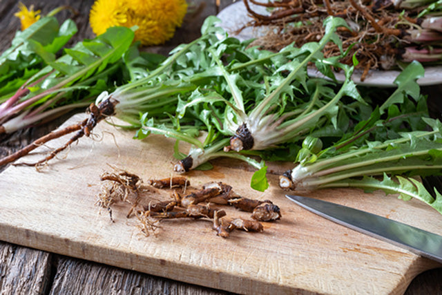 Dandelion Root Extract