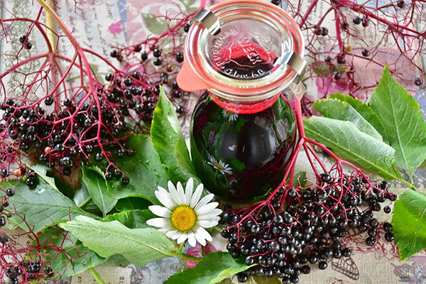 elderberry extract echinacea purpurea