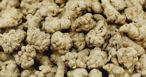 panax notoginseng