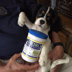 Pet Supplements.....The Believer in All of Us