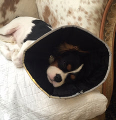 Why the Comfy Cone for your pets...