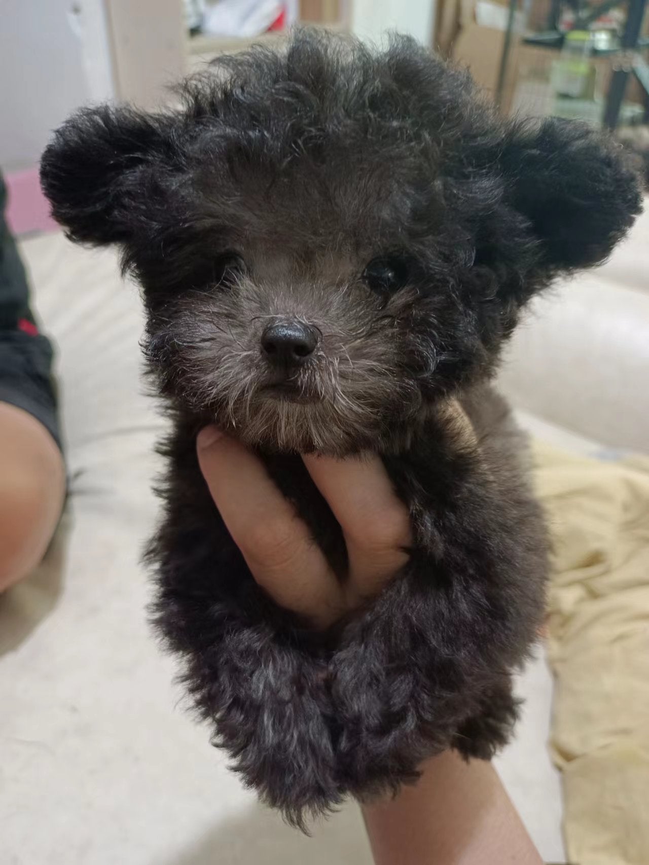 grey toy poodle