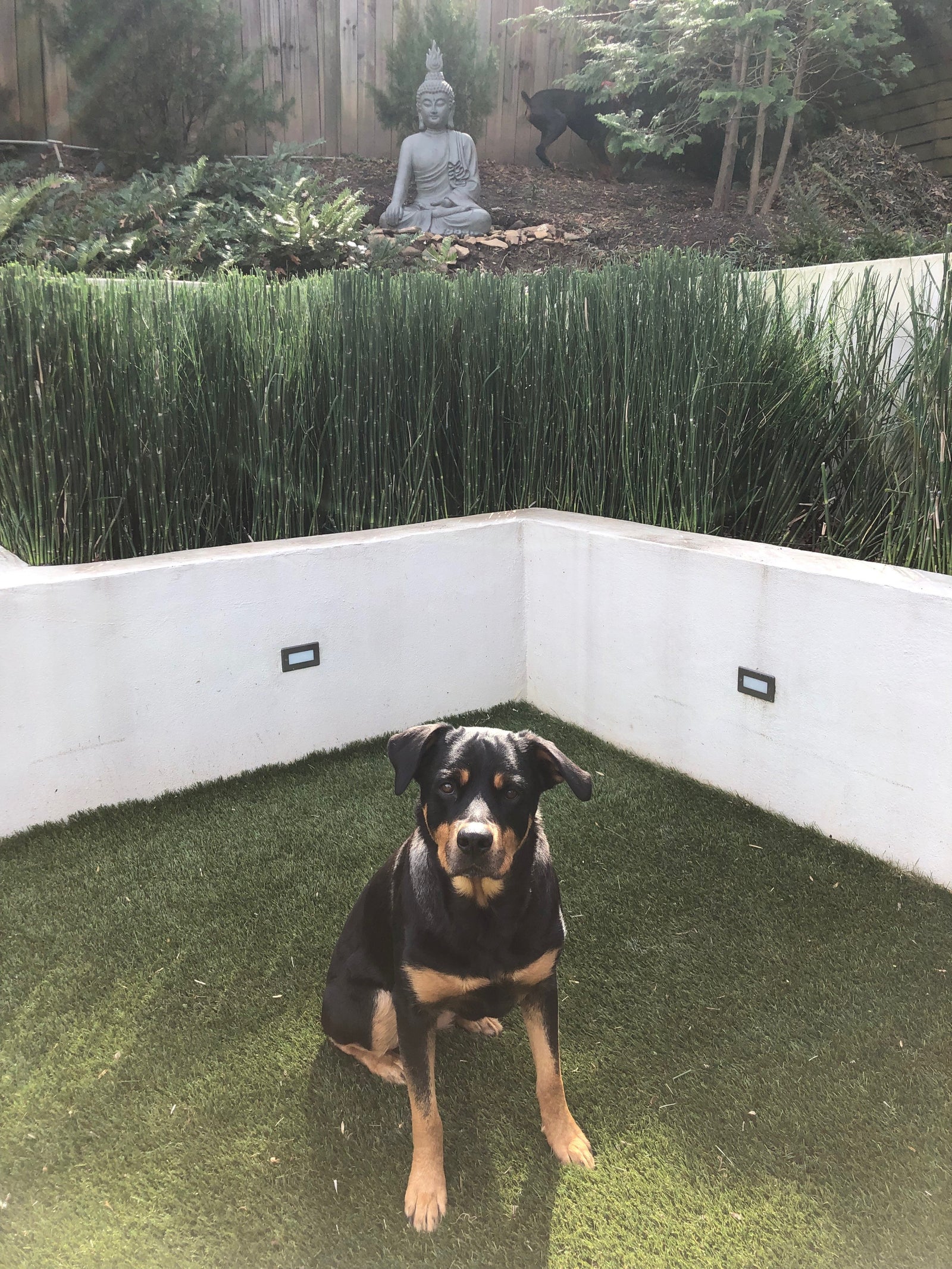 My dogs love Rebel Raw