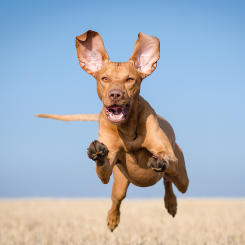 dog running, dog training, hands free dog leash