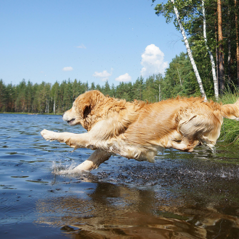 DOG SWIMMING, jumping dog