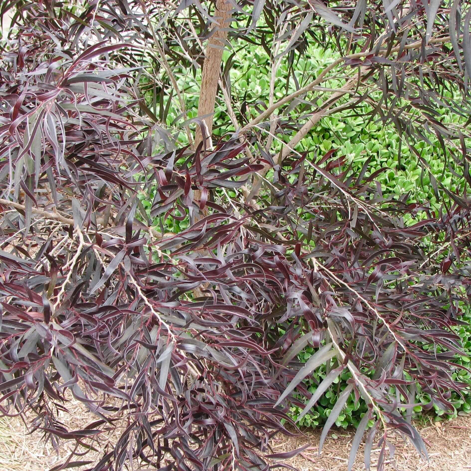 purple peppermint tree