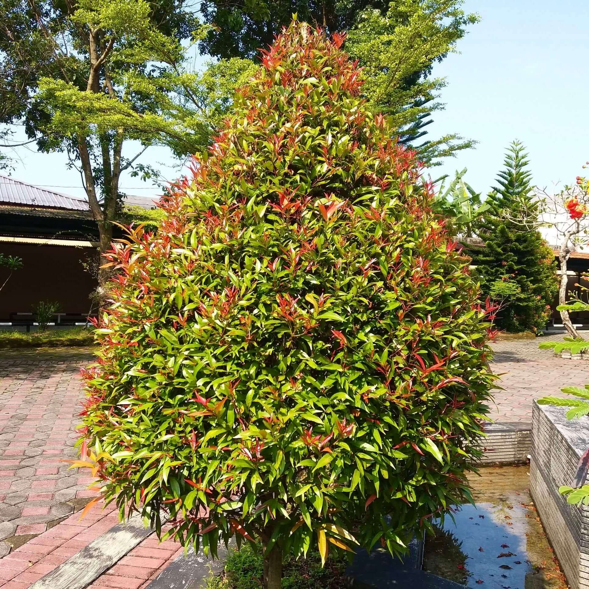 syzygium paniculatum brush cherry