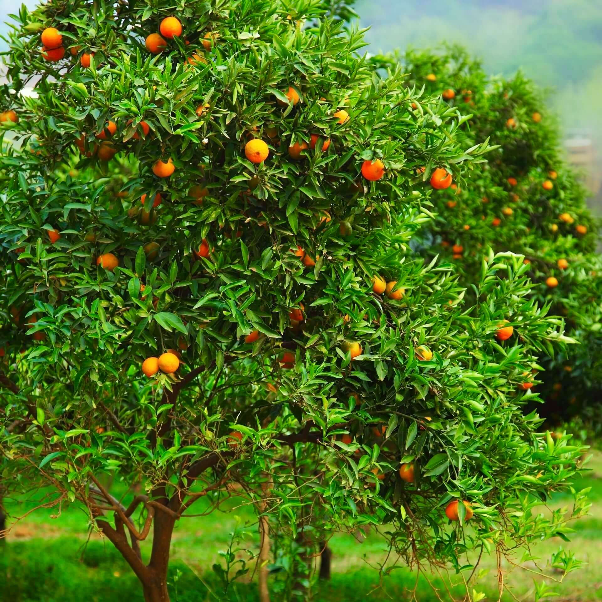 Clementine Mandarin Tree Plants Express