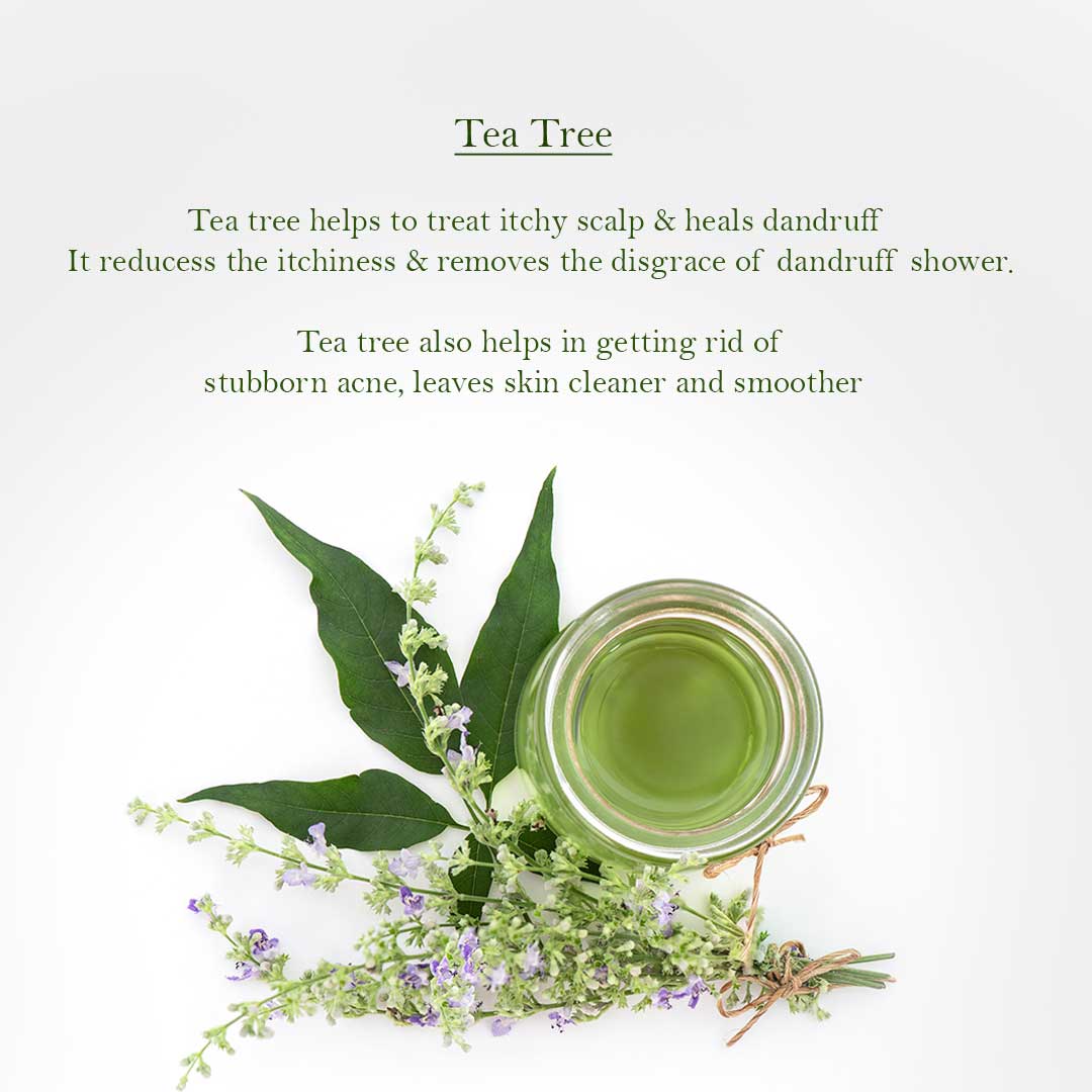 6 Essential And Unknown Facts With Benefits Of Tea Tree Oil For Skin And H Frescia 4695