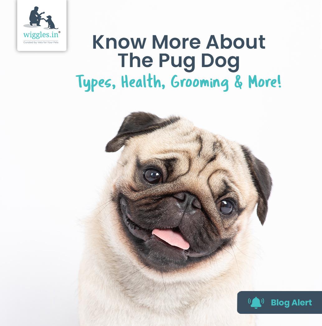 Know More About The Pug Dog - Types, Health & More! – Wiggles.in