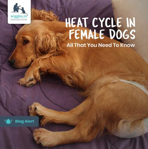 how long is my female dog in heat