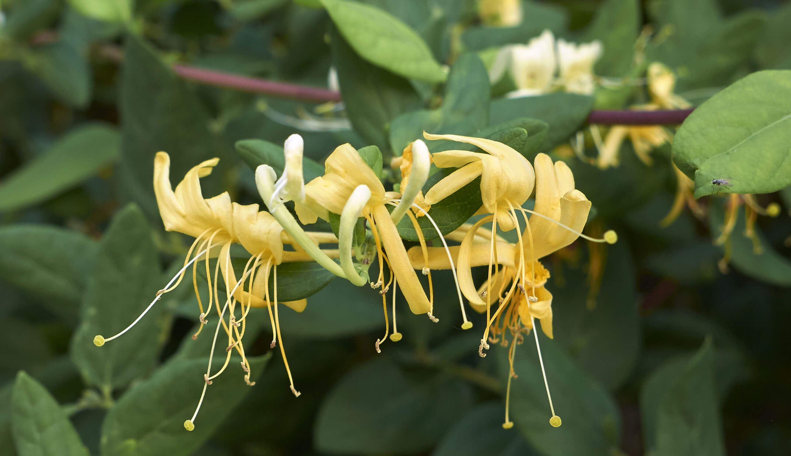 Honeysuckle Tree