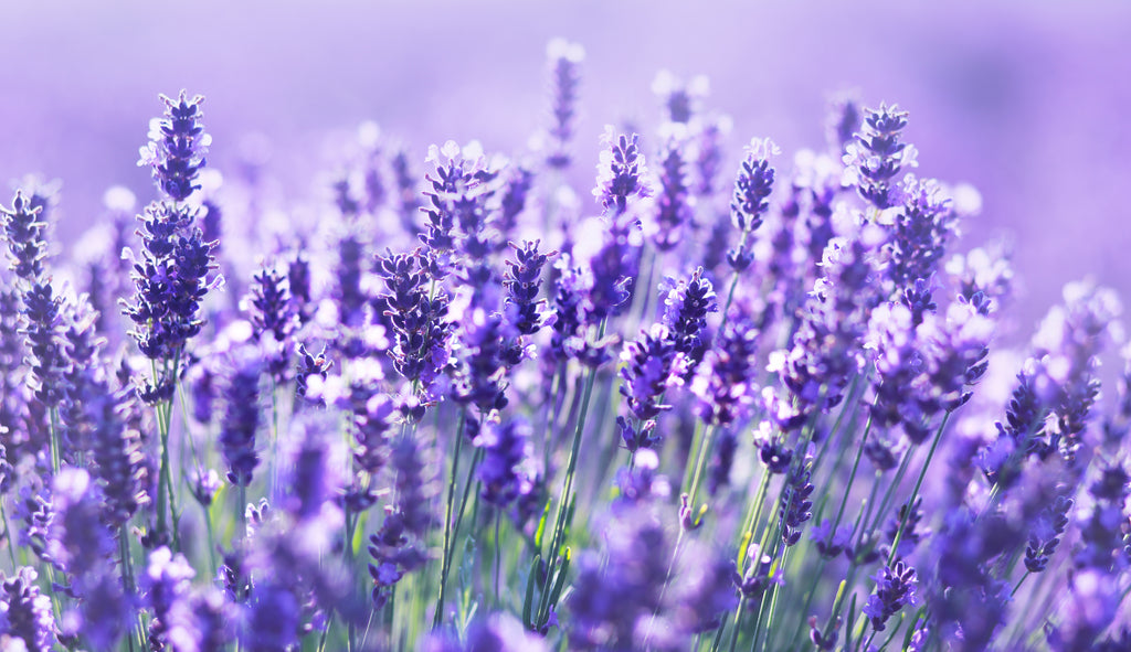 Lavender