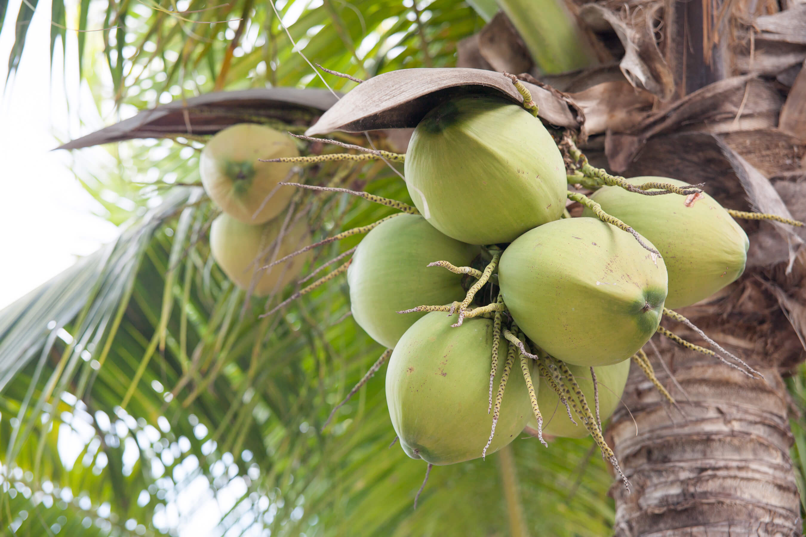 coconut tree