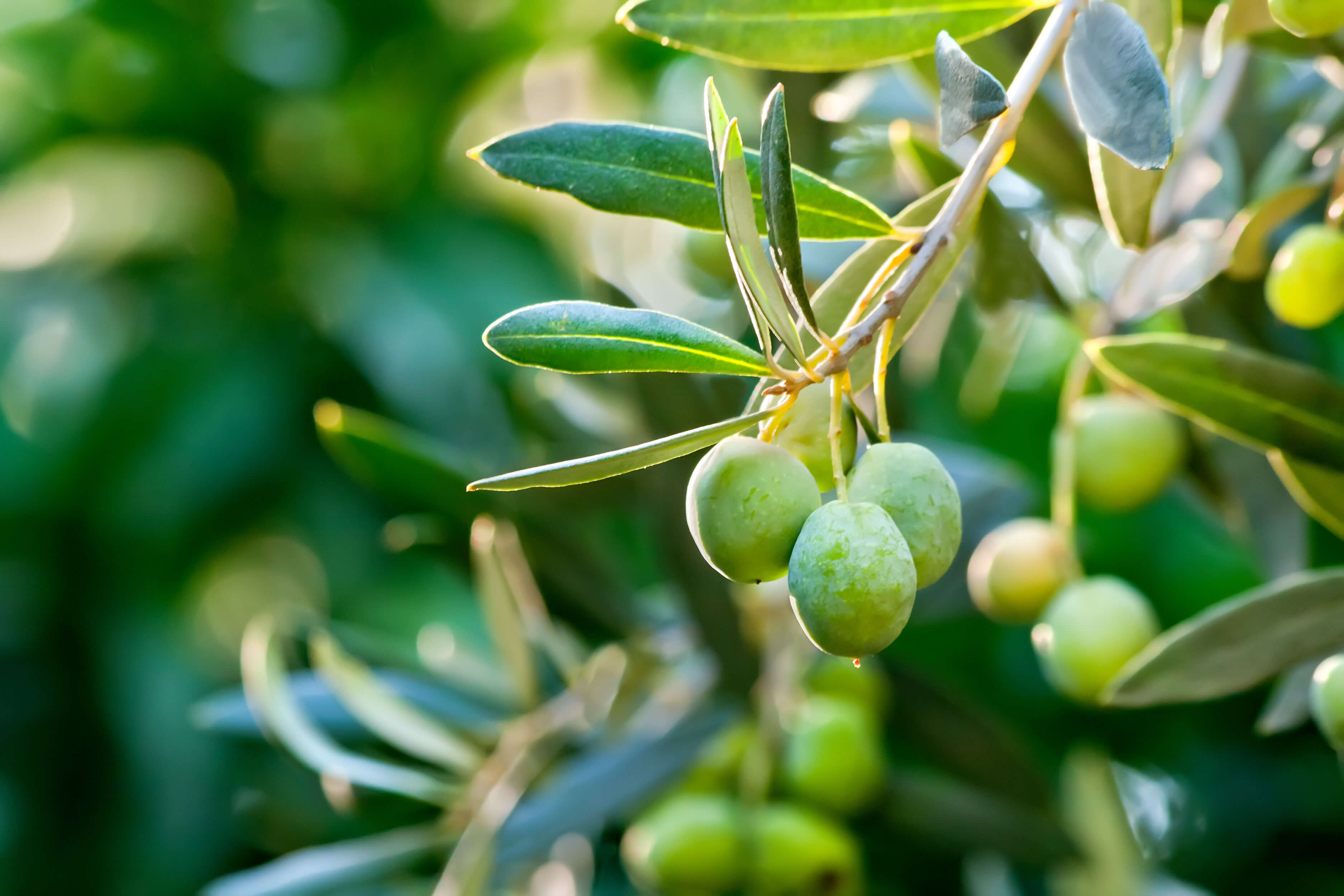 olives