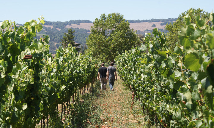 Italian vineyard