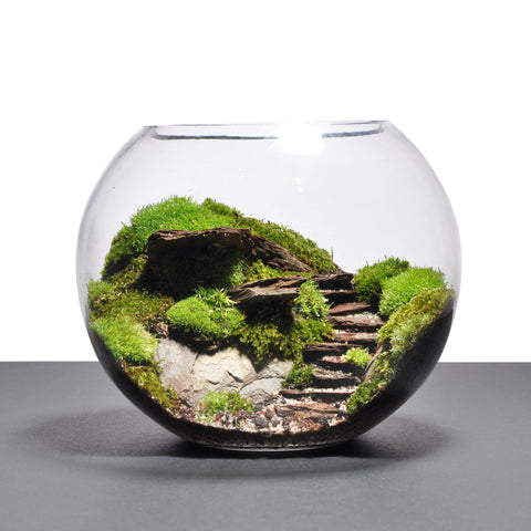 RIUMZ Biosphere Terrarium : Steps